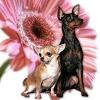 Chovatelska stanice ps�: N̎N� FANTAZIE
