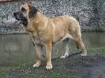 Chovatelska stanice ps�: DOG PRESENT