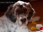 Chovatelska stanice ps�: Z NEBUZELSK�HO POLES�
