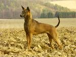 Chovatelska stanice ps�: EXCELLENT MORAVIA