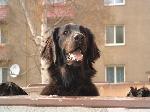Chovatelska stanice ps�: BLACK BRILLIANCE