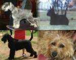 Chovatelska stanice ps�: Z MU�K�TOV� ZAHRADY